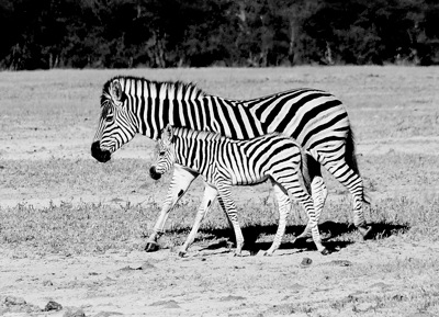 GEO_1602.2.Zebra.n.babyB&W copy